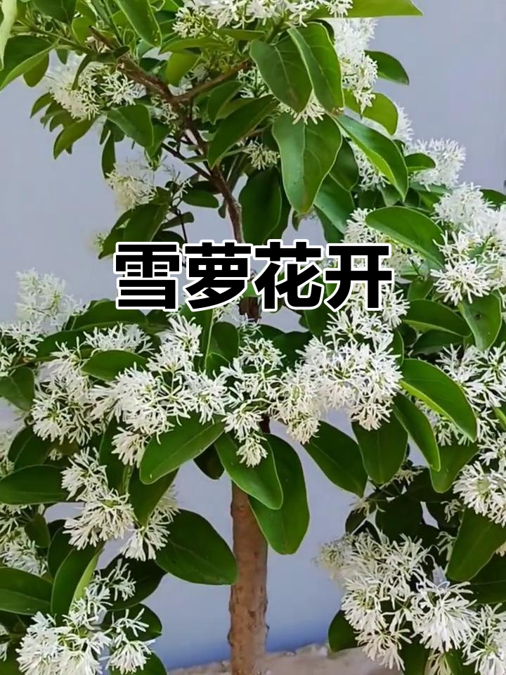 雪萝花绽放,白得更纯净,更密集!