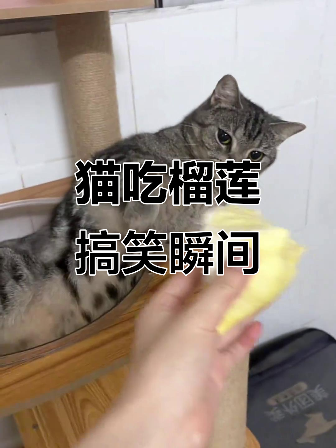 猫咪吃榴莲,表情太搞笑了!