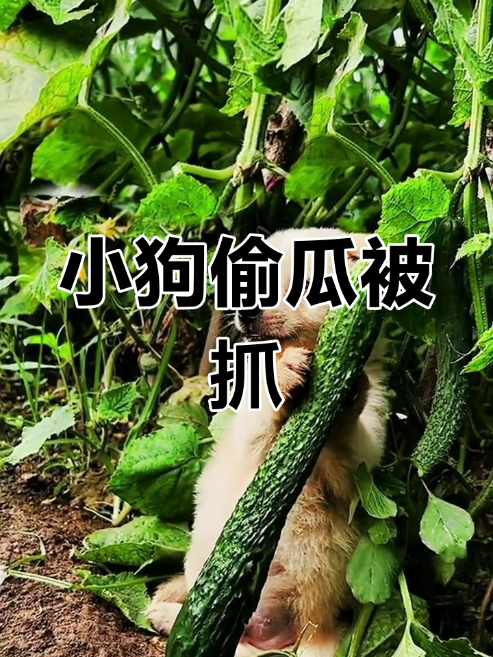 菜园里的小偷瓜贼,竟然是一只可爱的小狗!