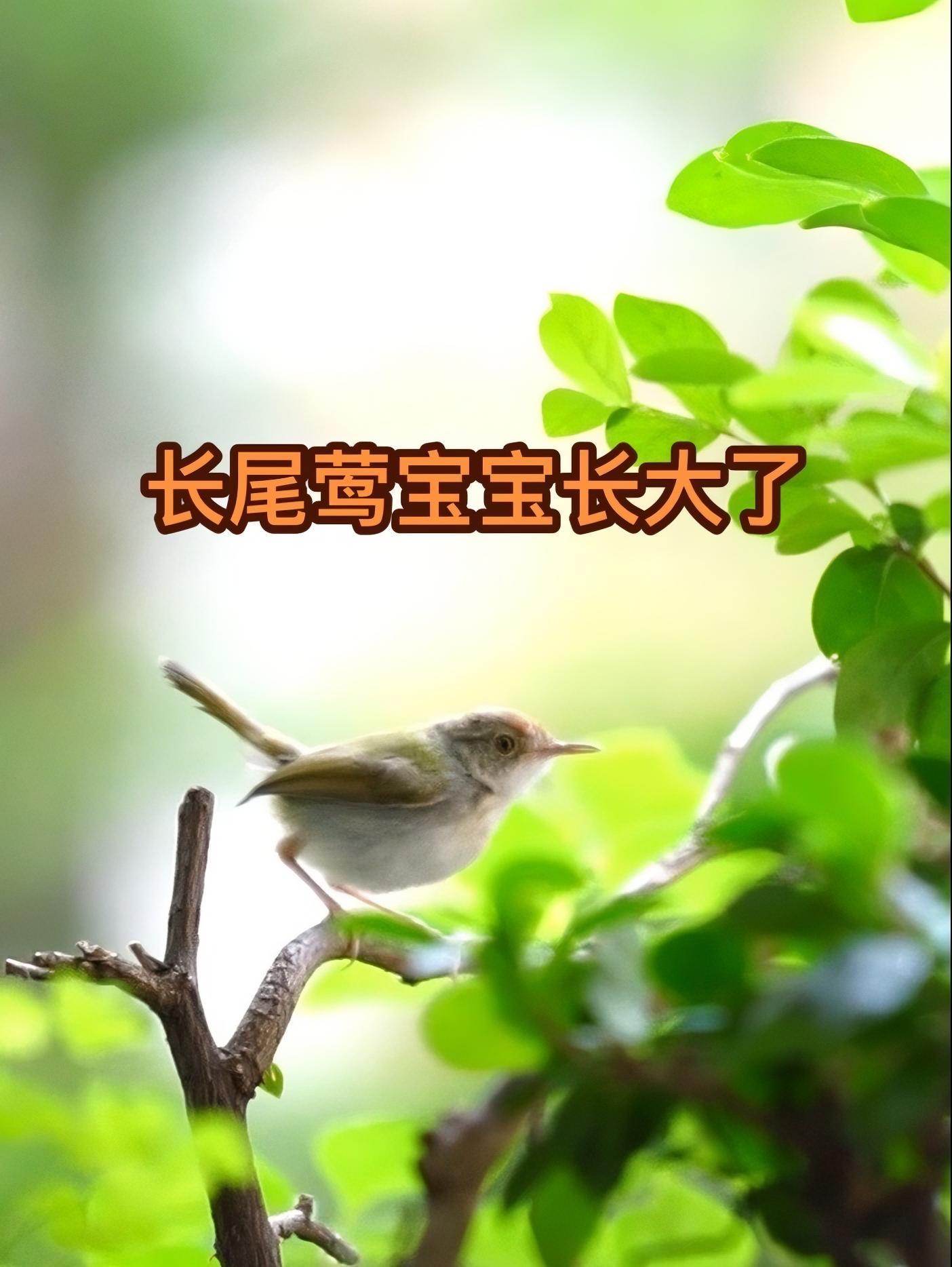 自己出来觅食了 小鸟宝宝长大了 阳台上的长尾缝叶莺