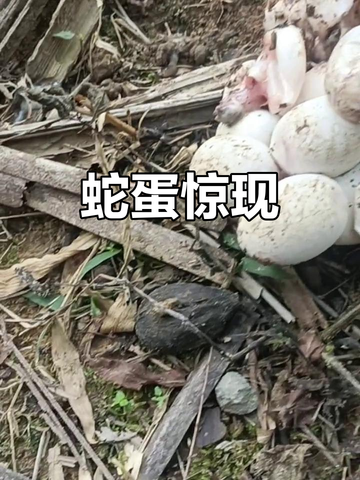 下午回营地,发现蛇蛋如鸡蛋大小,树洞内火光映照
