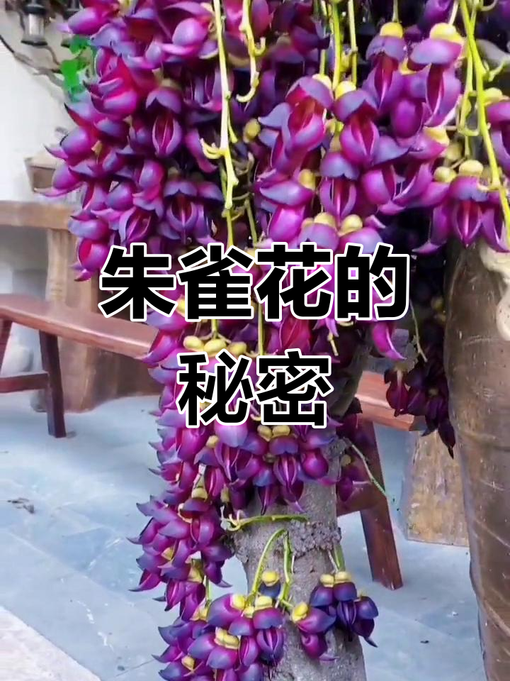 朱雀花:紫红色花朵与四大神兽之一的神秘联系