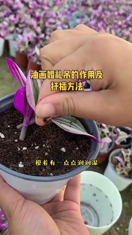 油画婚礼吊兰有防辐射净化空气的作用不仅好看还好养扦插方法简单如果