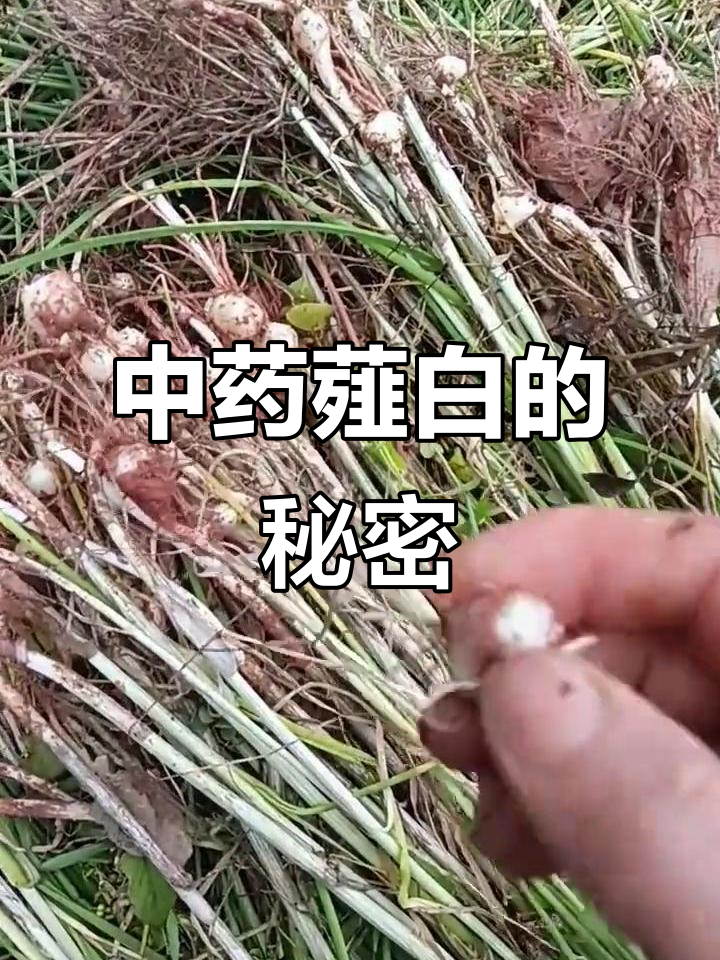农村常见中草药薤白,大自然的宝藏