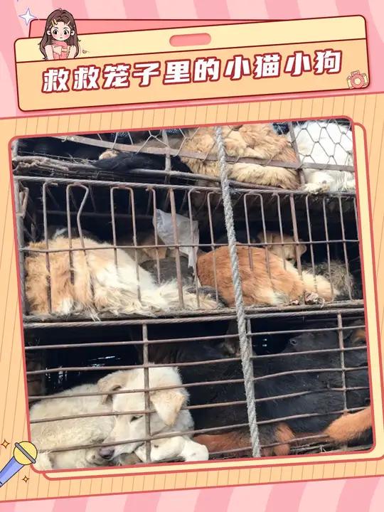 一定要成立动物保护法 狗贩子 狗狗 猫猫 宠物