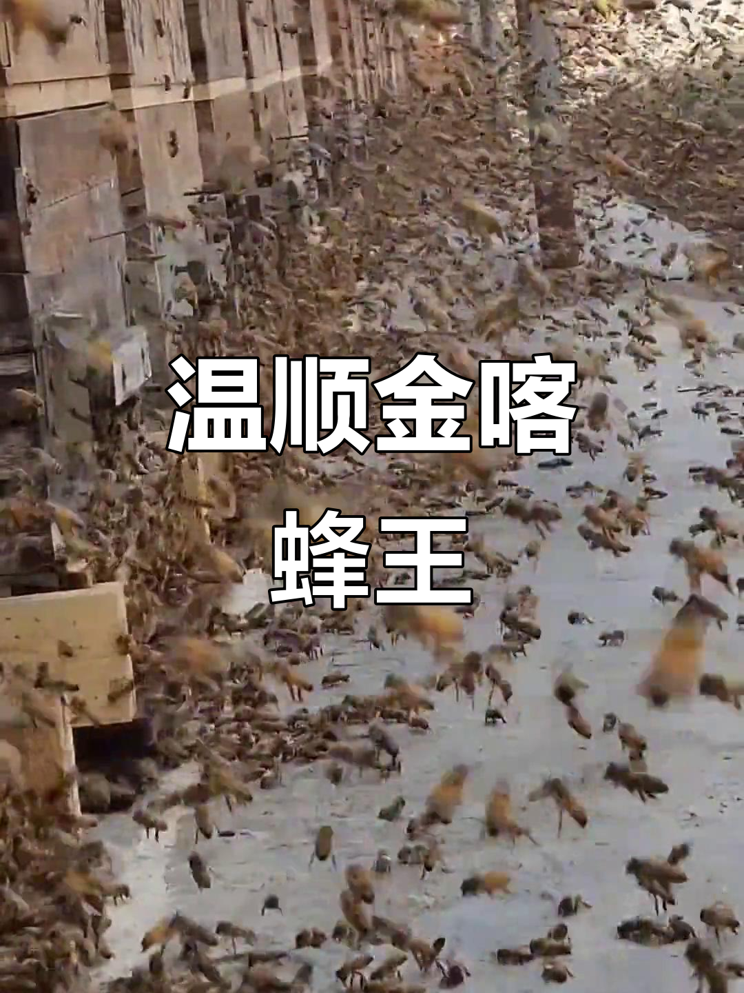 金喀蜂王:温顺不主动攻击,采集力惊人