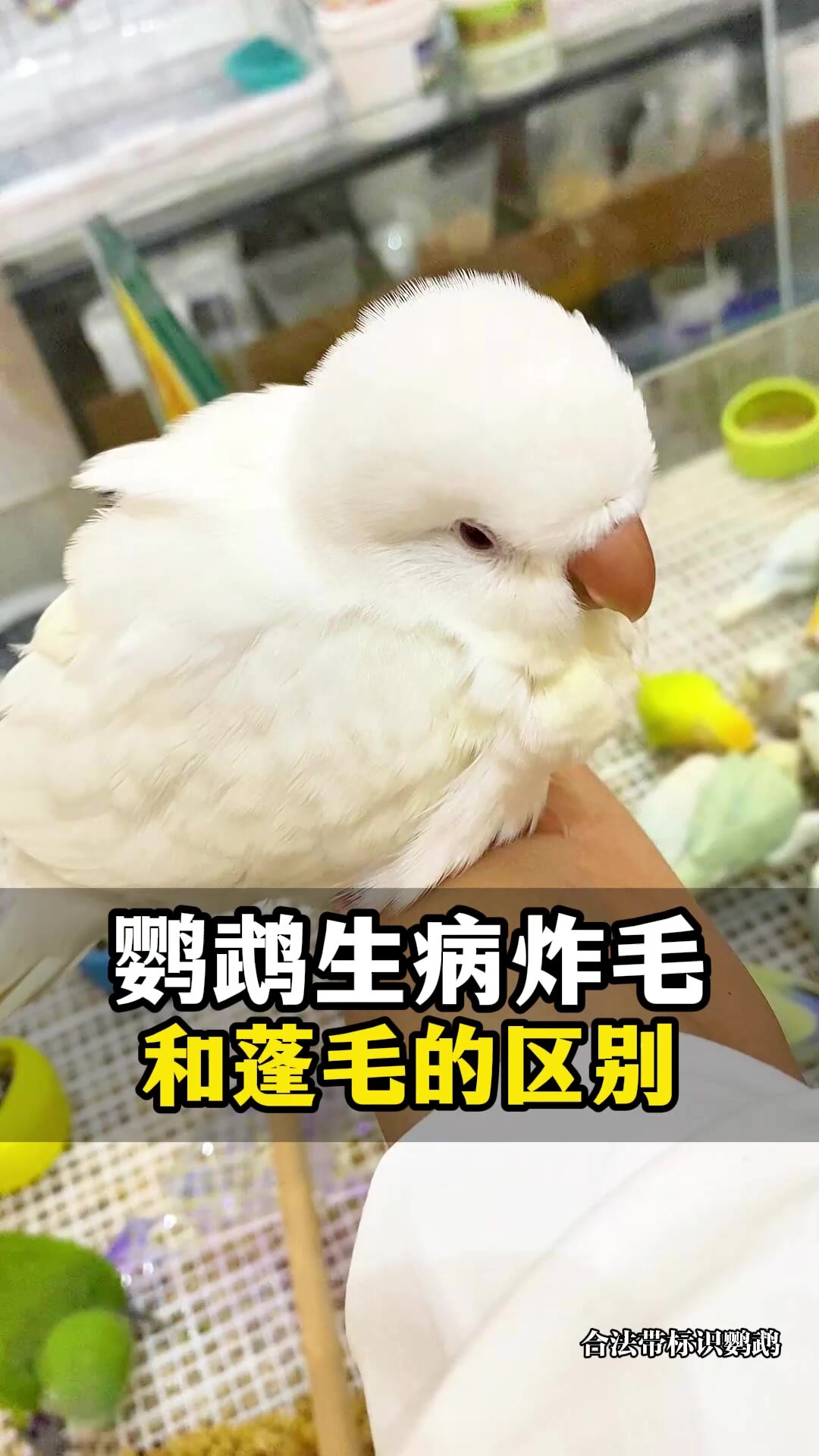 鹦鹉生病炸毛和蓬毛的区别是什么什么样才是病态的炸毛呢