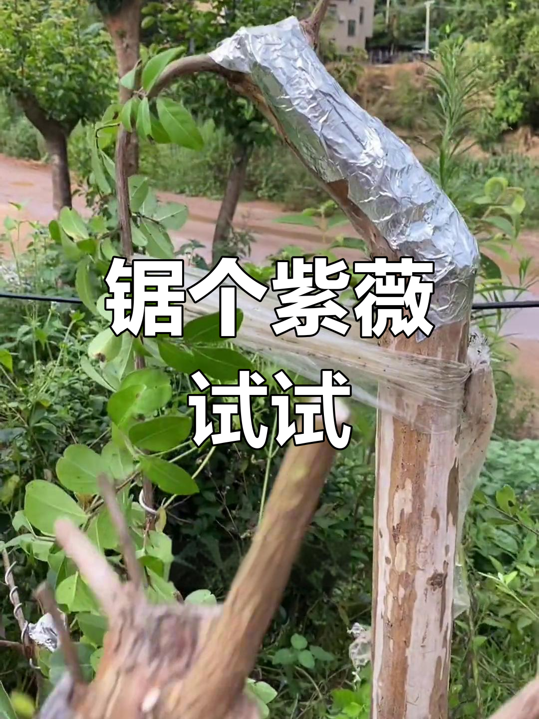 紫薇树桩扦插,成活靠运气