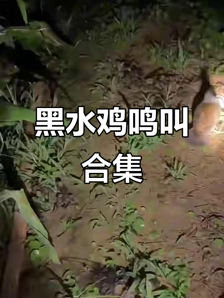 黑水鸡叫声大揭秘,文明拍摄从我做起