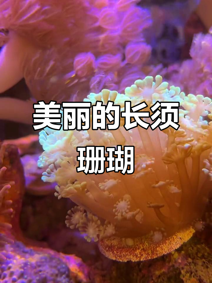 长须茉莉珊瑚,美丽触手白天展现