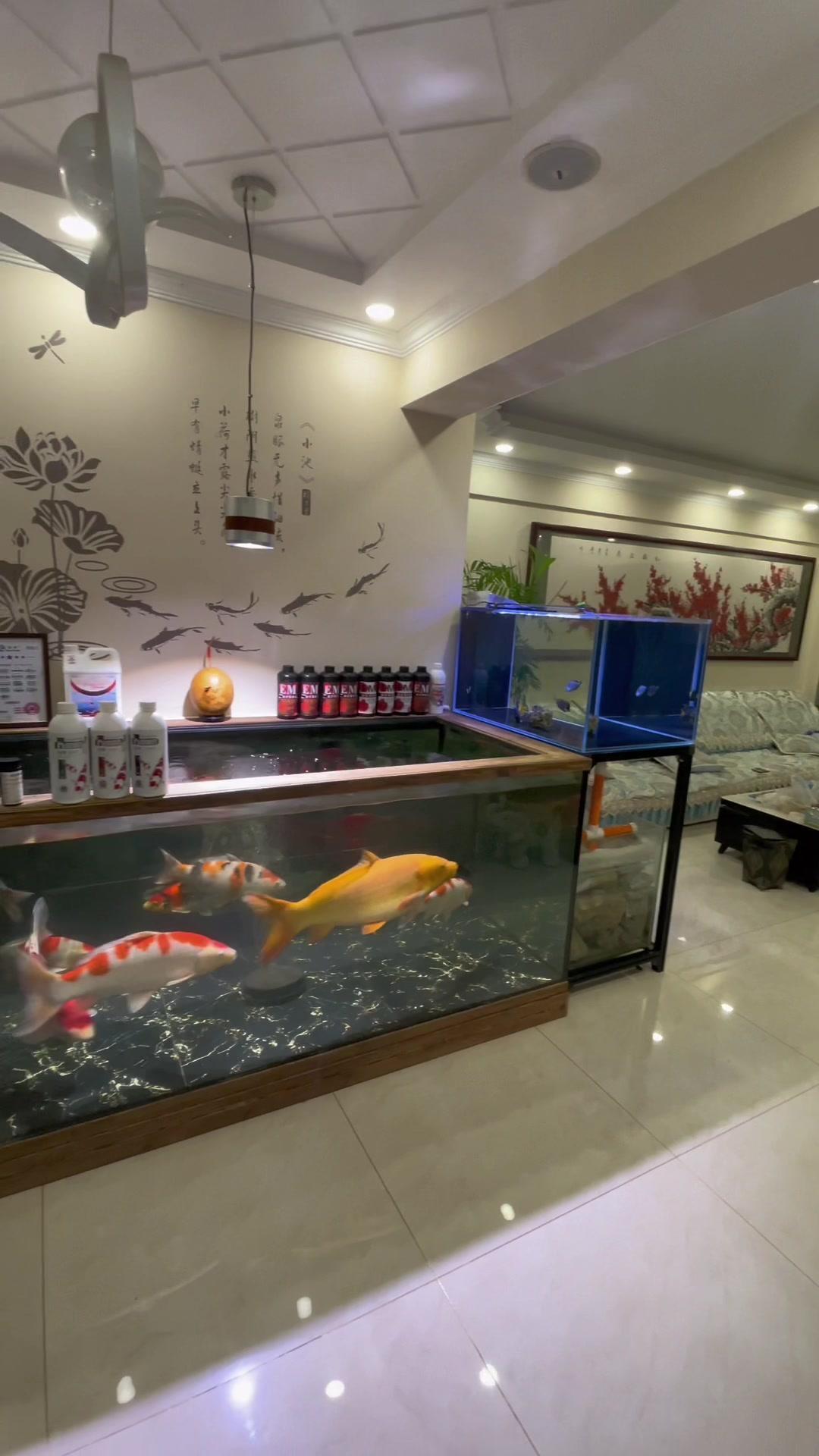 家里客厅养鱼很不赖 养鱼日记 观赏鱼 养鱼人 锦鲤-度小视