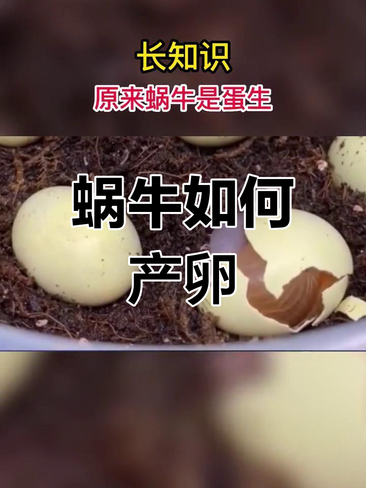 蜗牛的奇妙生蛋过程