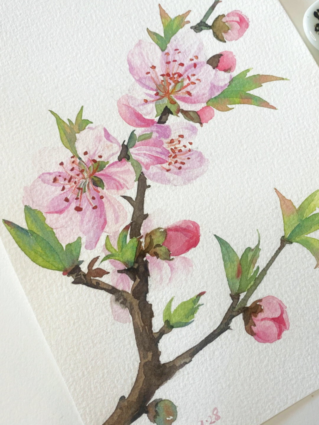 水彩桃花绘画过程分享