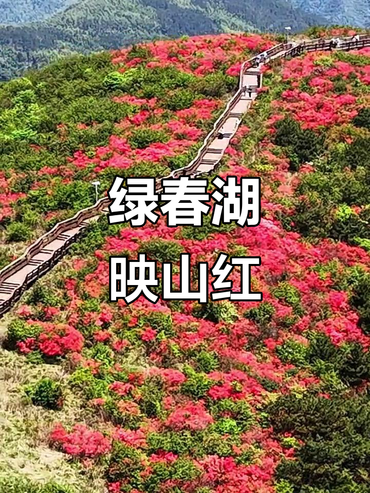绿春湖:映山红盛开,醉美杜鹃花海