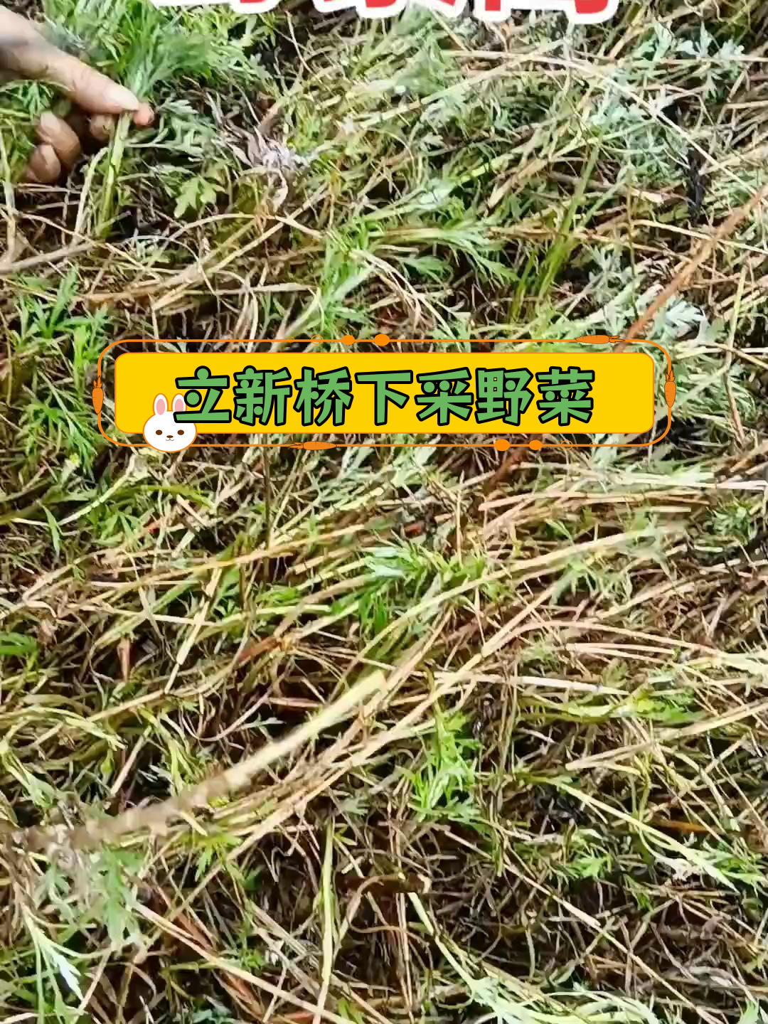 野藜蒿的功效与作用图片