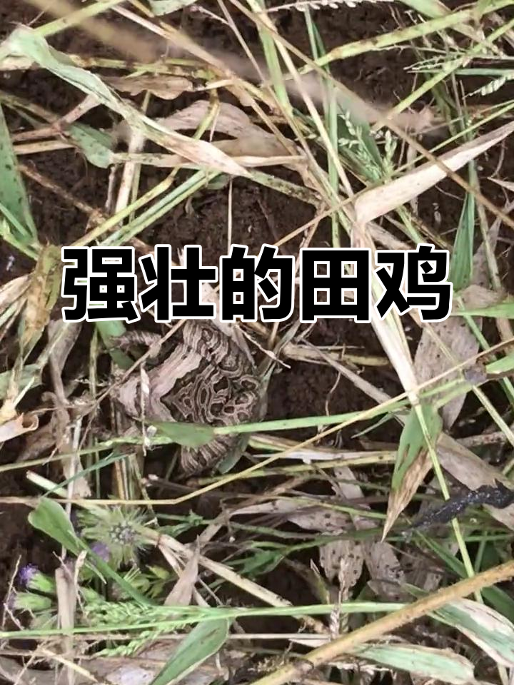 田鸡为什么叫田鸡