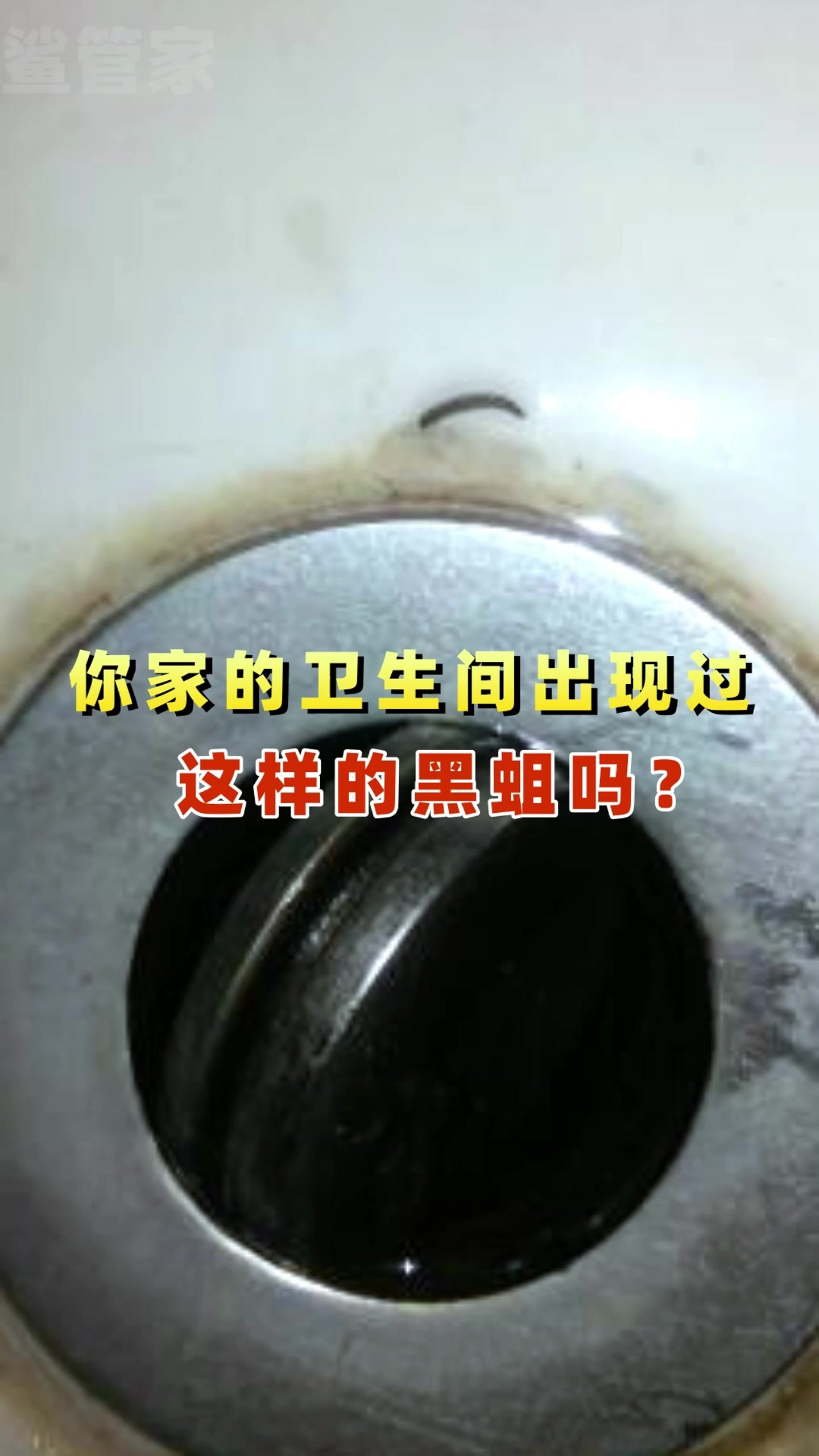 你家的卫生间出现过这样的黑蛆吗?