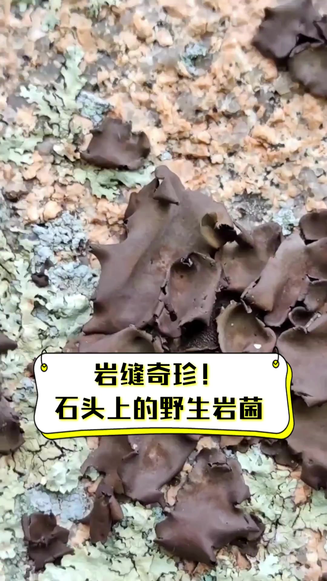岩缝奇珍!石头上的野生岩菌