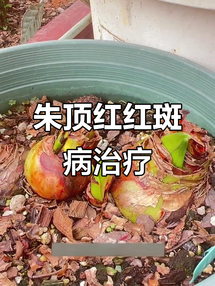 朱顶红红斑病严重,烂球影响开花!