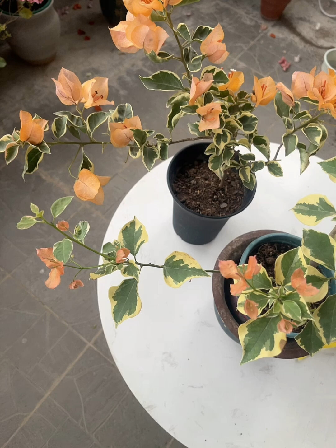 橙冰跟黎明三角洲对比