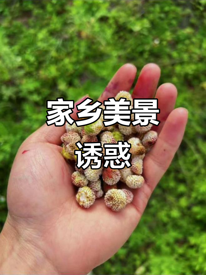 家乡白地泡果丰收,风景如画,美得让人陶醉