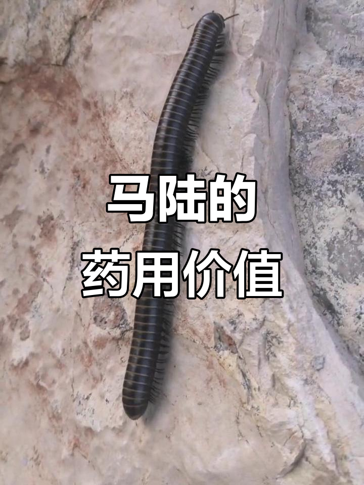 马陆辛温,能消腹中坚癥,积聚及创伤