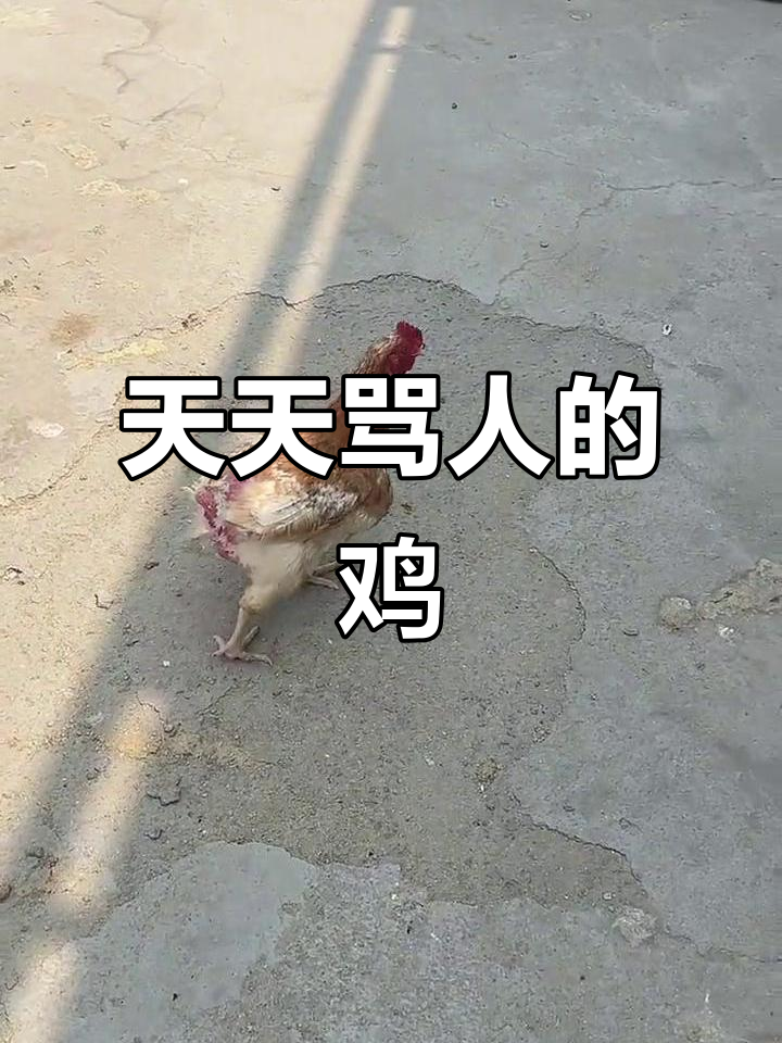 这只鸡每天都在骂人,连毛都没了还在叫唤