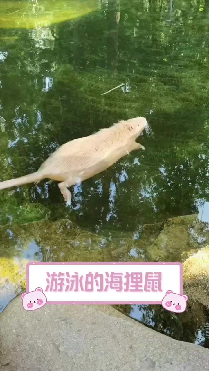游泳的海狸鼠
