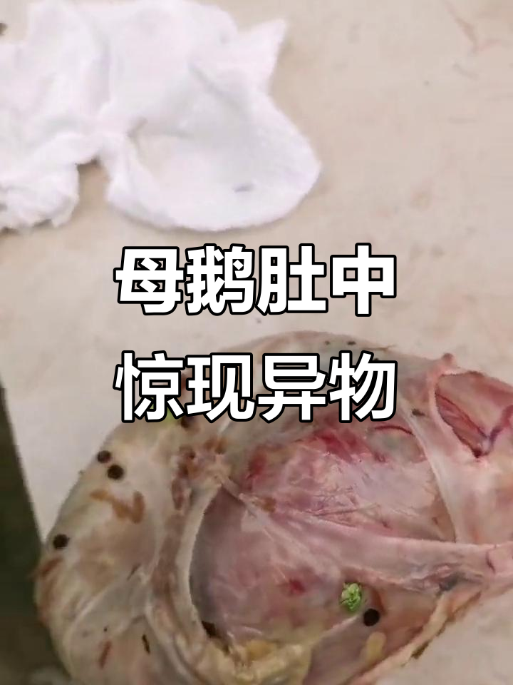 三年母鹅不产蛋,竟因肚子里藏了个大东西!