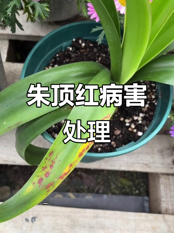 朱顶红叶子红斑病与锈斑病的防治方法