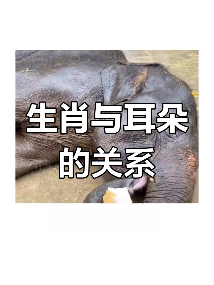 十二生肖与动物耳朵的奇妙联系