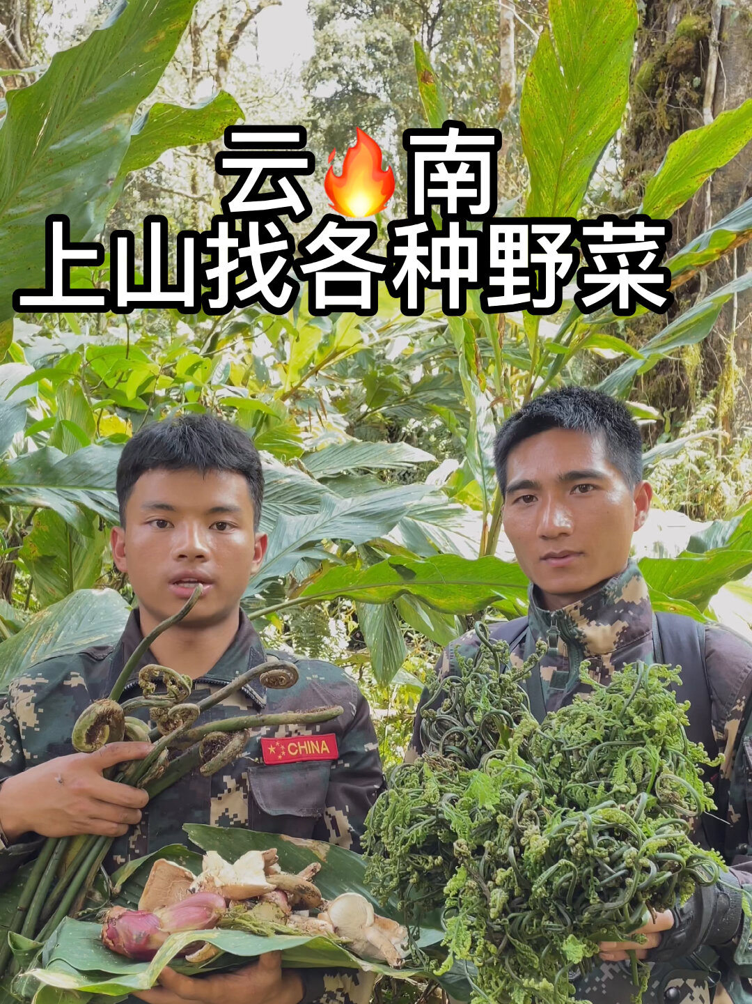 野生大蕨菜野生的刺脑包 各种大山里的野菜