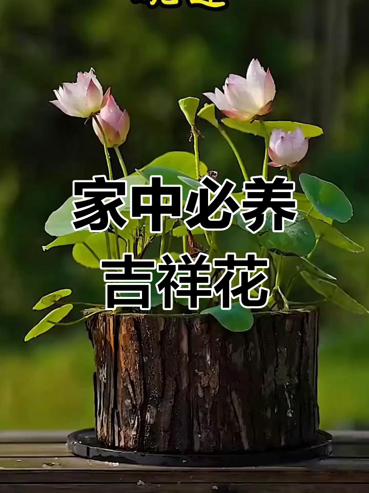 十大吉祥花 在家里图片