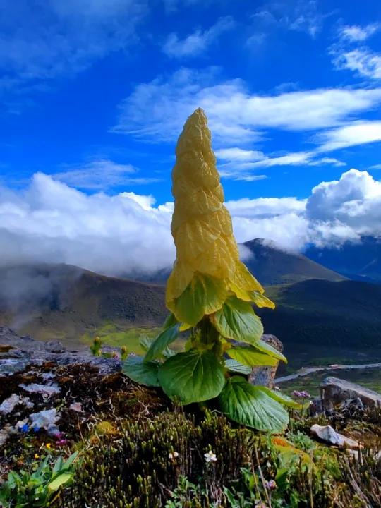 植物奇观高原塔黄惊艳绽放