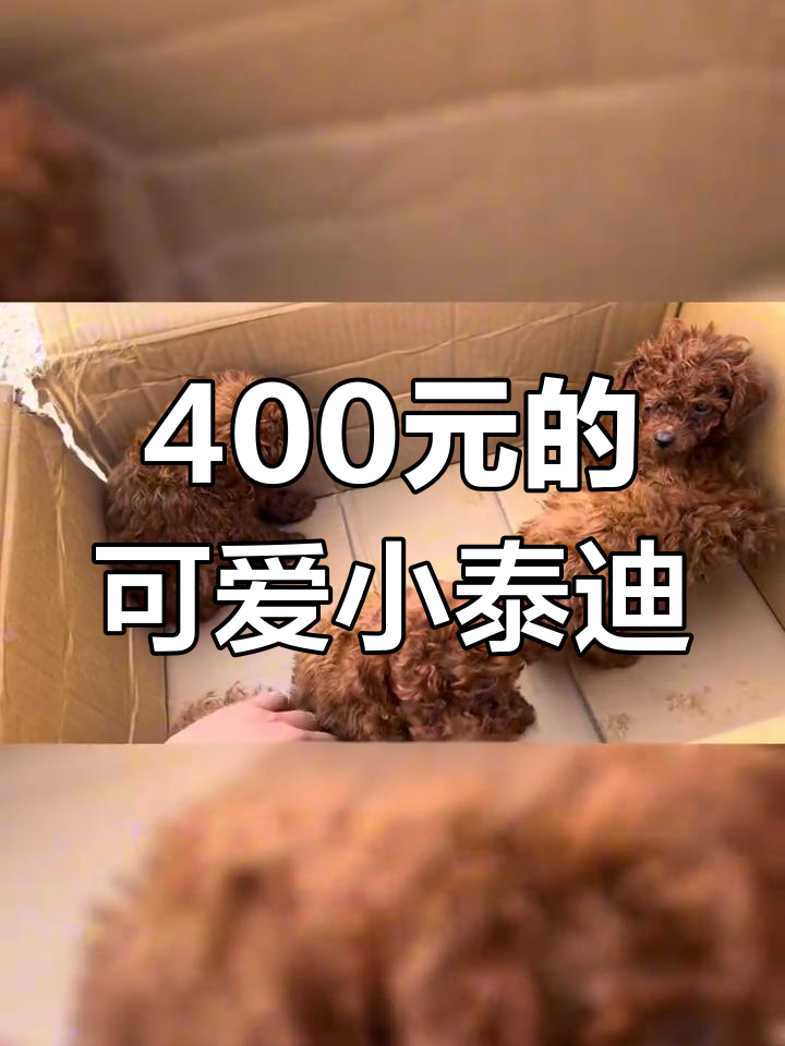 泰迪犬报价市场价图片