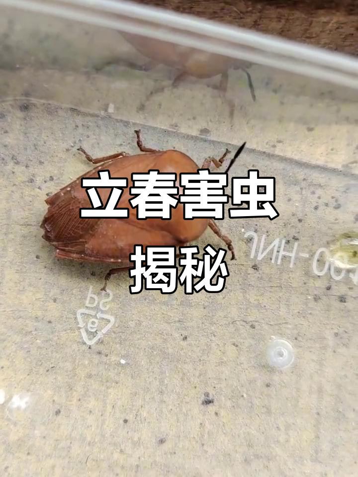 荔枝龙眼树上的"臭虫",竟然有这么大威力!