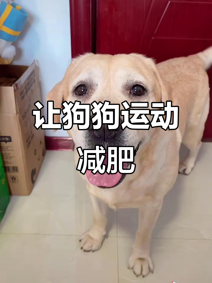 狗狗减肥计划:如何让它们动起来