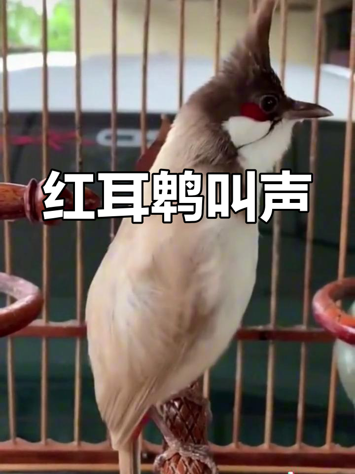 红耳鹎鸟鸣声欣赏