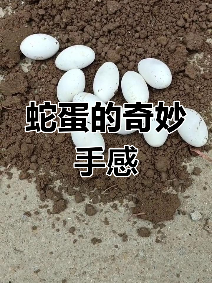 第一次摸到蛇蛋,软绵绵的触感让人害怕又好奇
