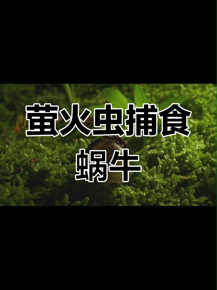 萤火虫与蜗牛的夜晚猎杀,青蛙的天敌竟是甲虫