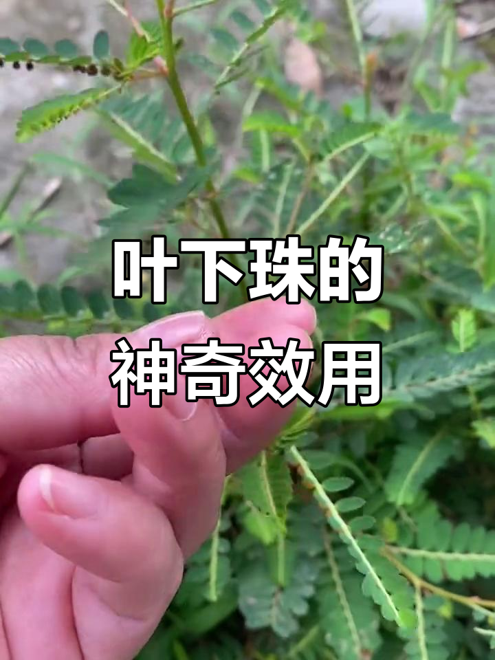 你知道叶下珠吗?它竟有惊人功效,值得了解!
