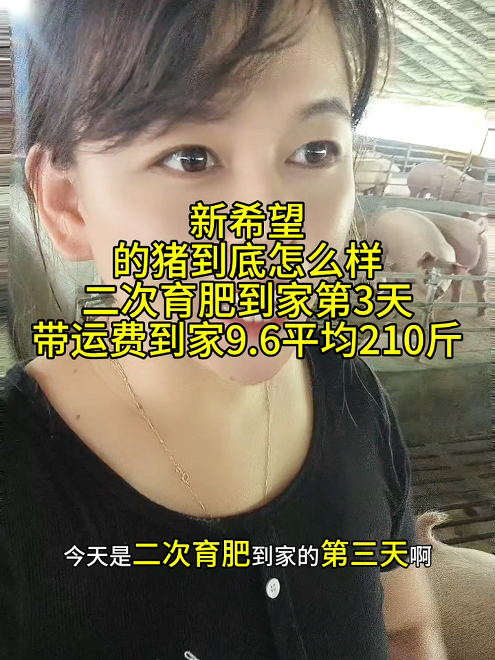 所有养猪人,养猪人不容易,养猪人加油干