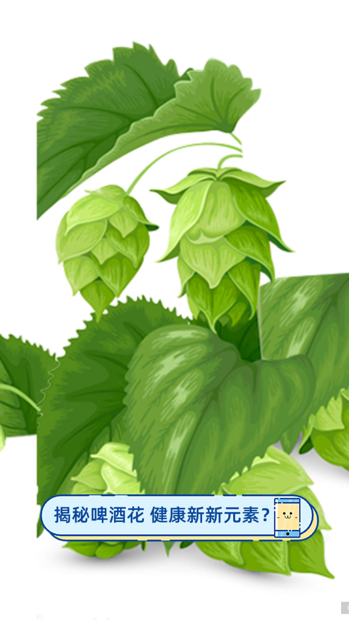 揭秘啤酒花,健康新新元素?