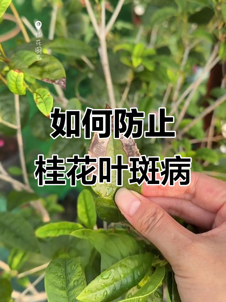 桂花叶片焦尖斑点?真菌病害防治全攻略