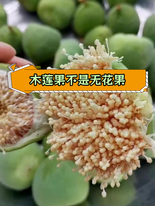 木莲籽 无花果图片