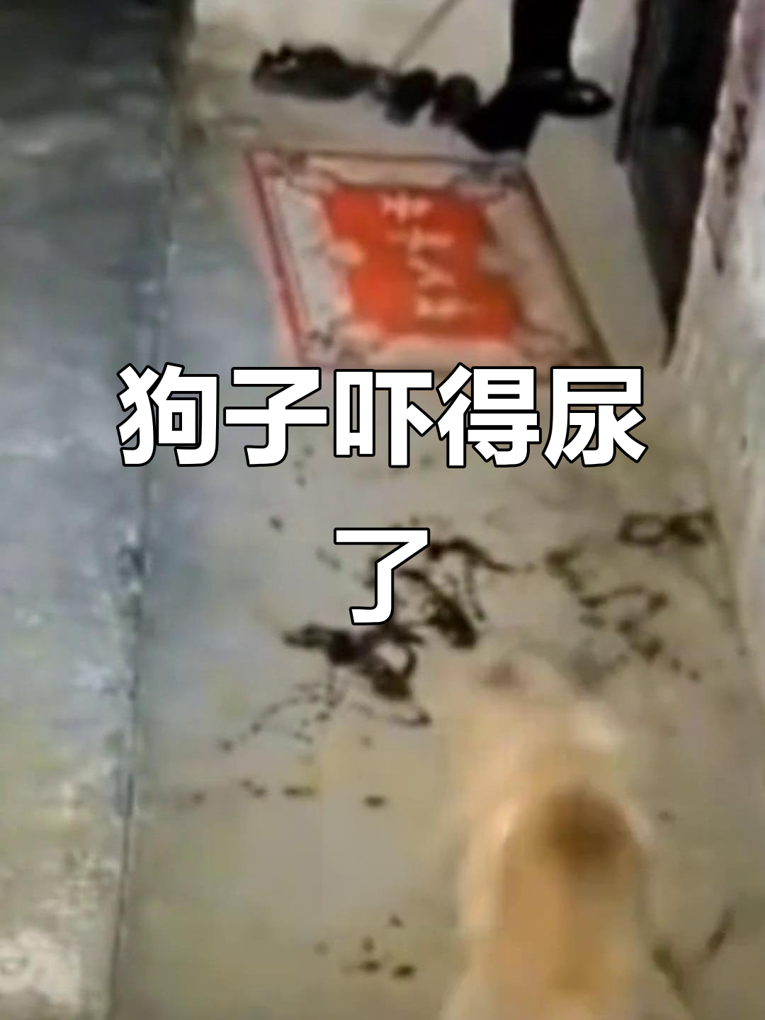 狗狗被吓尿的瞬间,表情太搞笑了