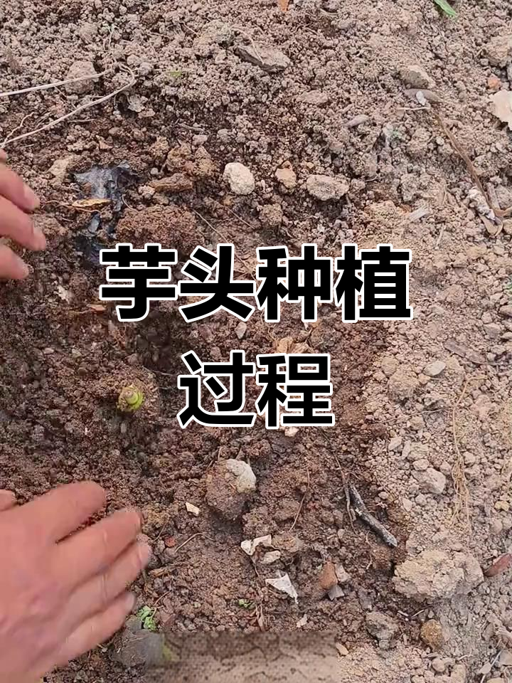 芋头种植全流程,农村生活大揭秘