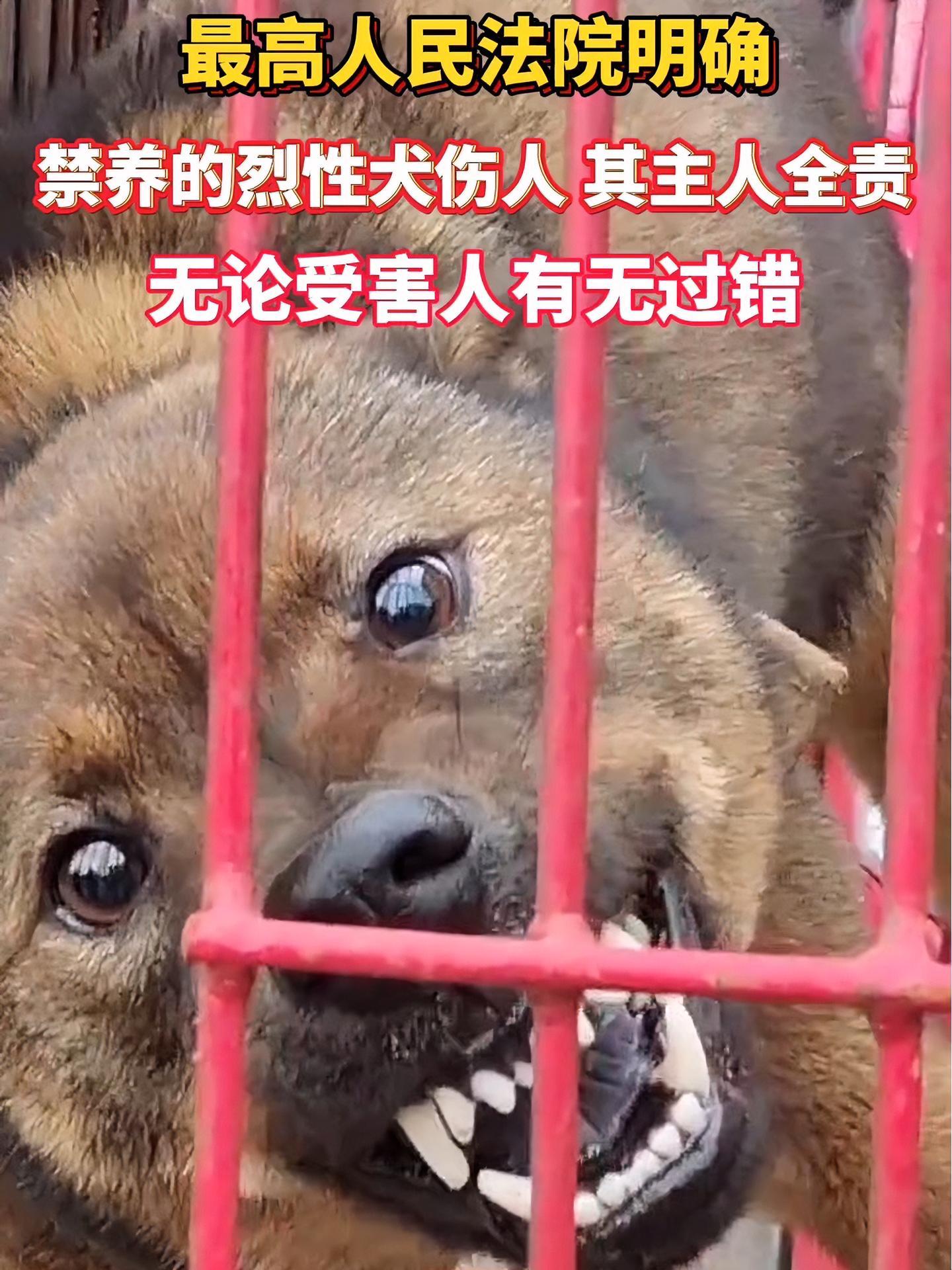 烈犬伤人图片