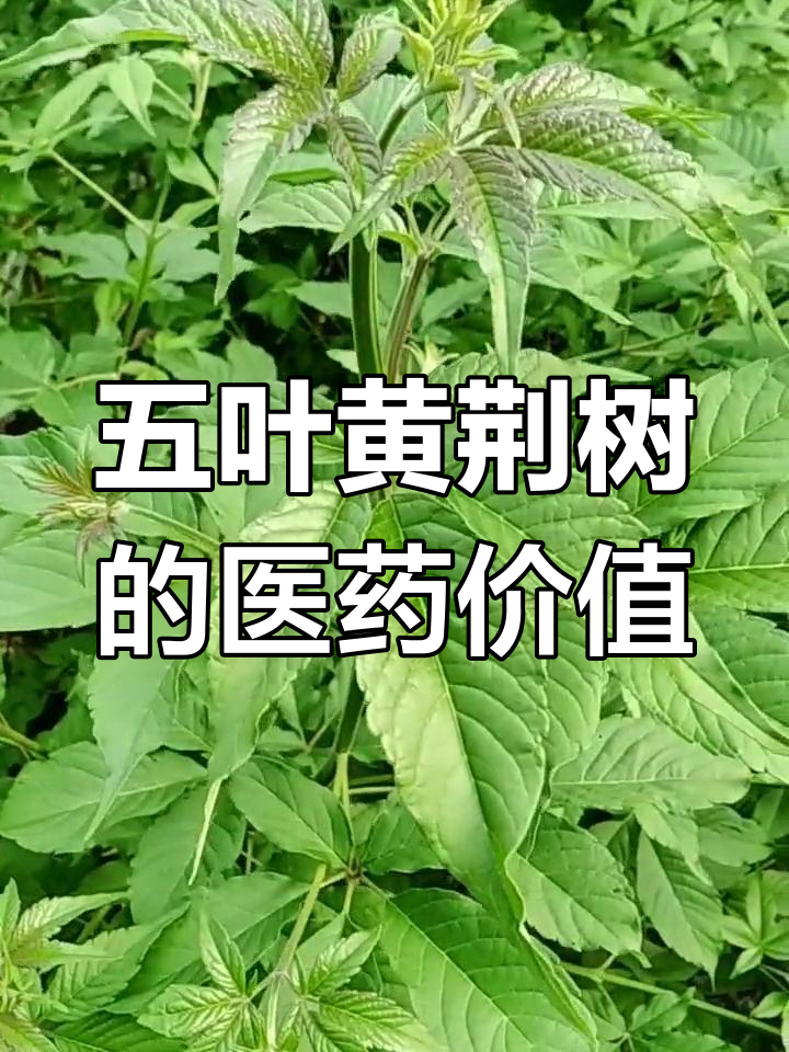 五叶黄荆树:农村的宝藏药材,根茎花籽皆可入药