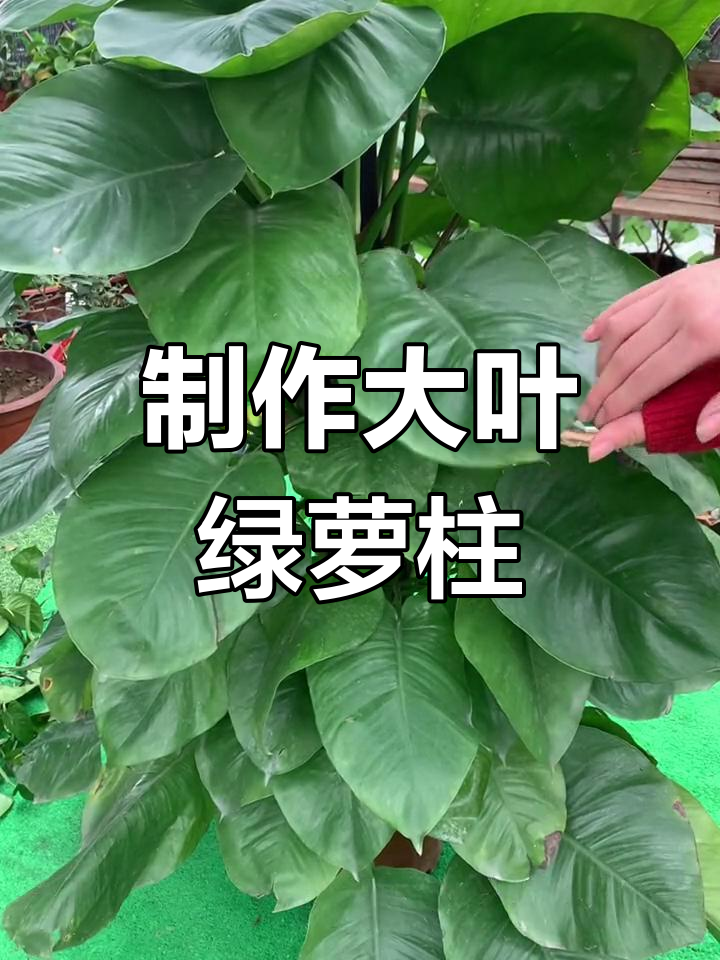 制作绿萝柱的简易教程图片